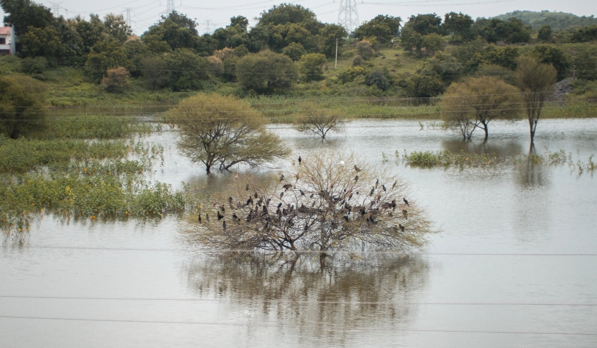 The PhotoBridge Project