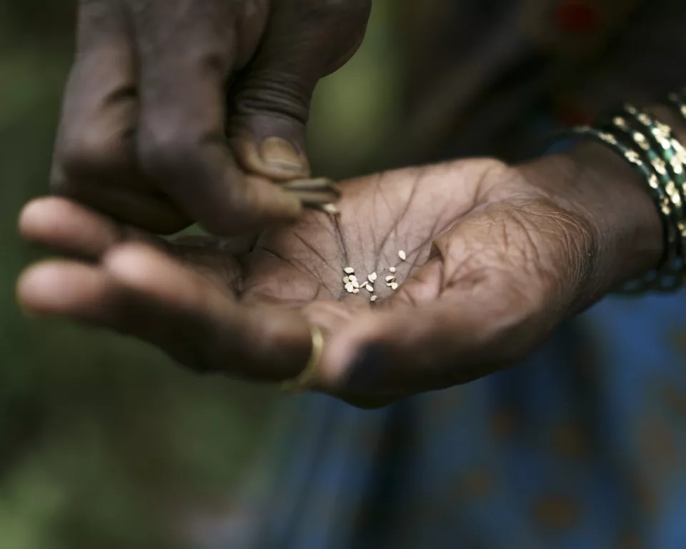 A close-up of a person&rsquo;s hand holding several small seeds
