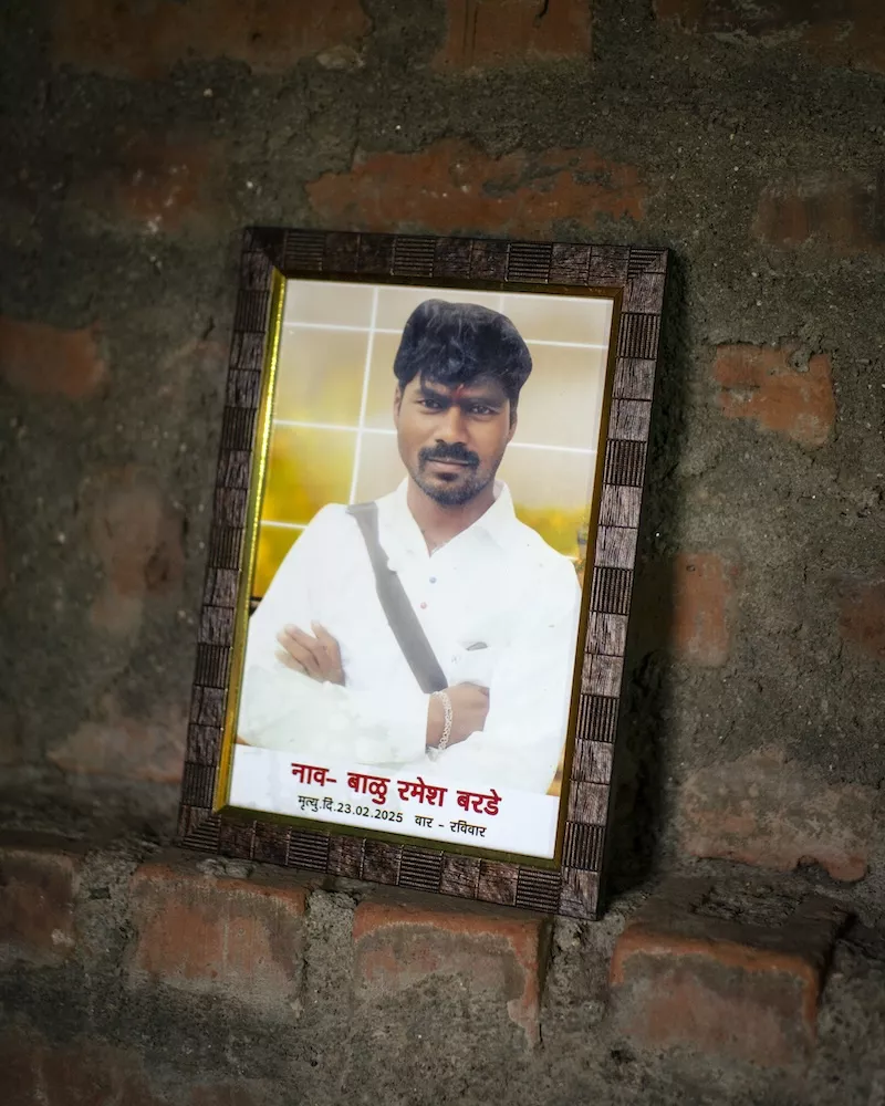 Young green plants emerging from still floodwater