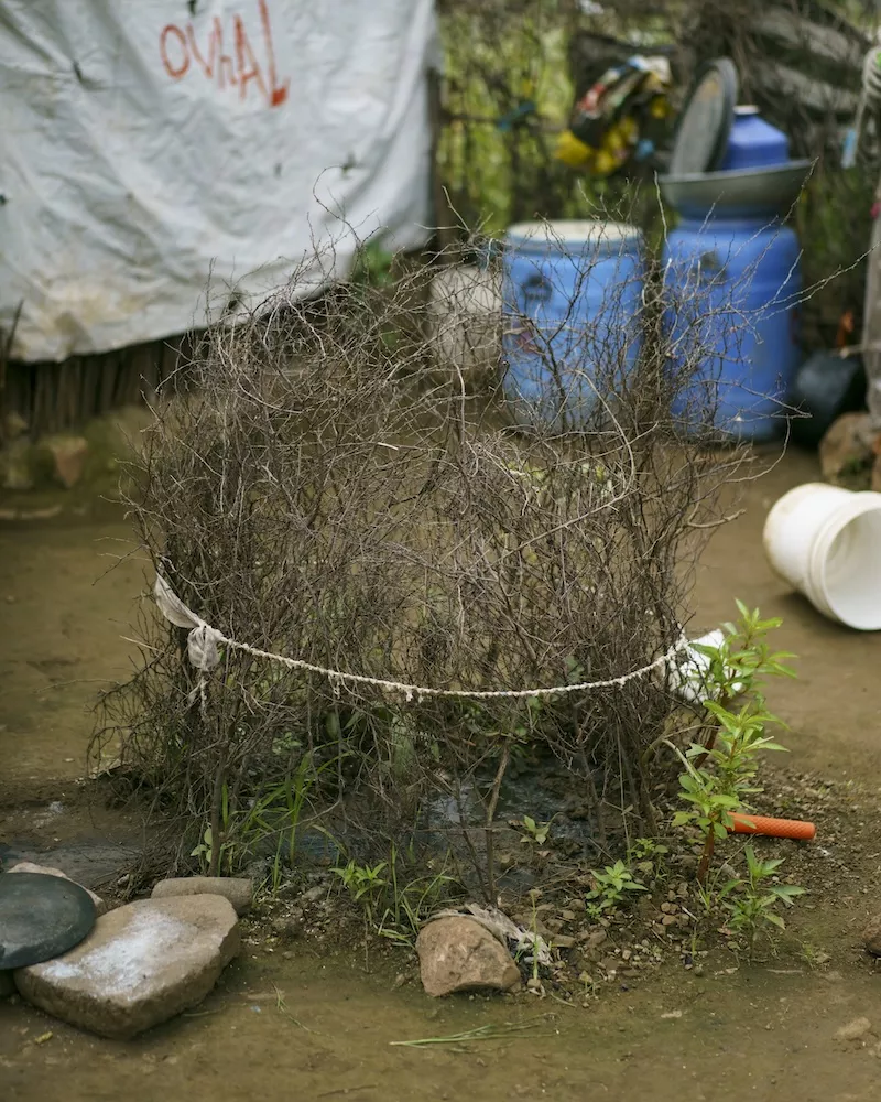 Dried shrub encircled by white rope