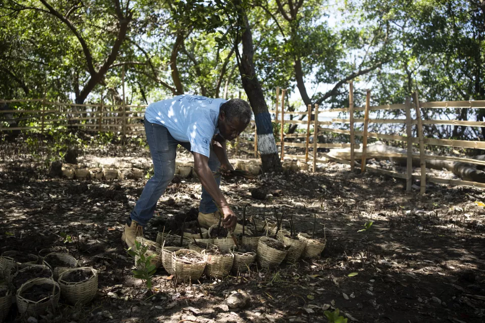 Man in light blue shirt bending over to tend rows of young plants