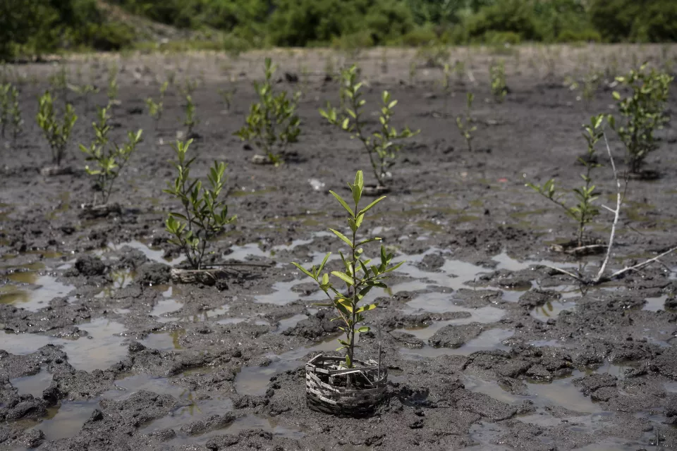 Field of young mangrove seedlings planted in muddy tidal area