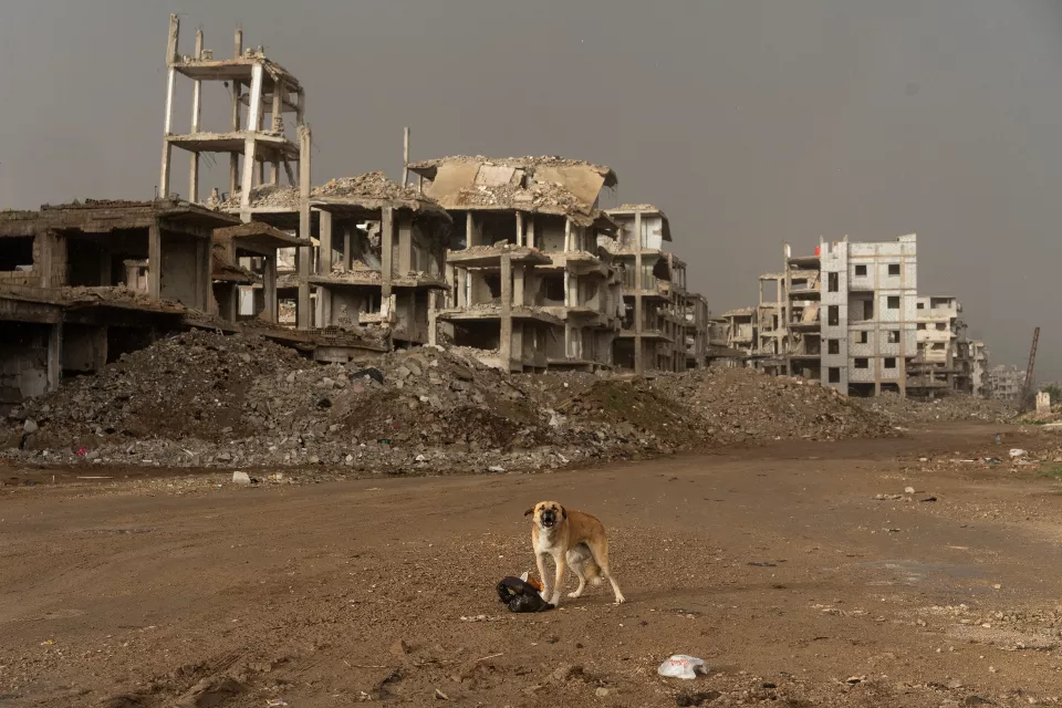 view of the destroyed city with a dog in the foreground drinking menacingly