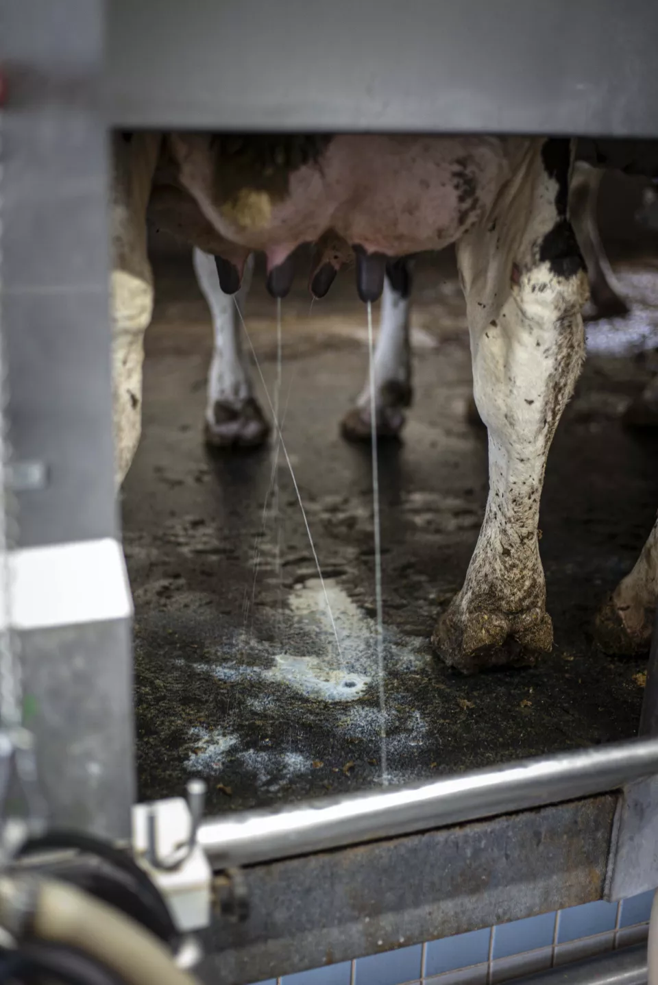 Close-up of a cow's udder connected to a milking machine, milk streaming onto the floor.