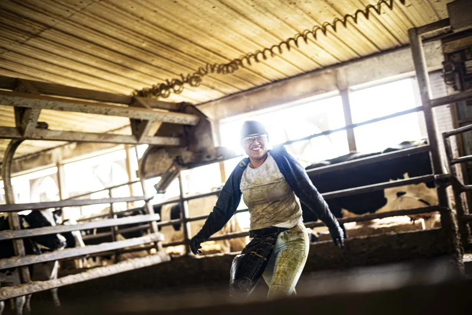 A smiling woman walking through a barn among dairy cows.