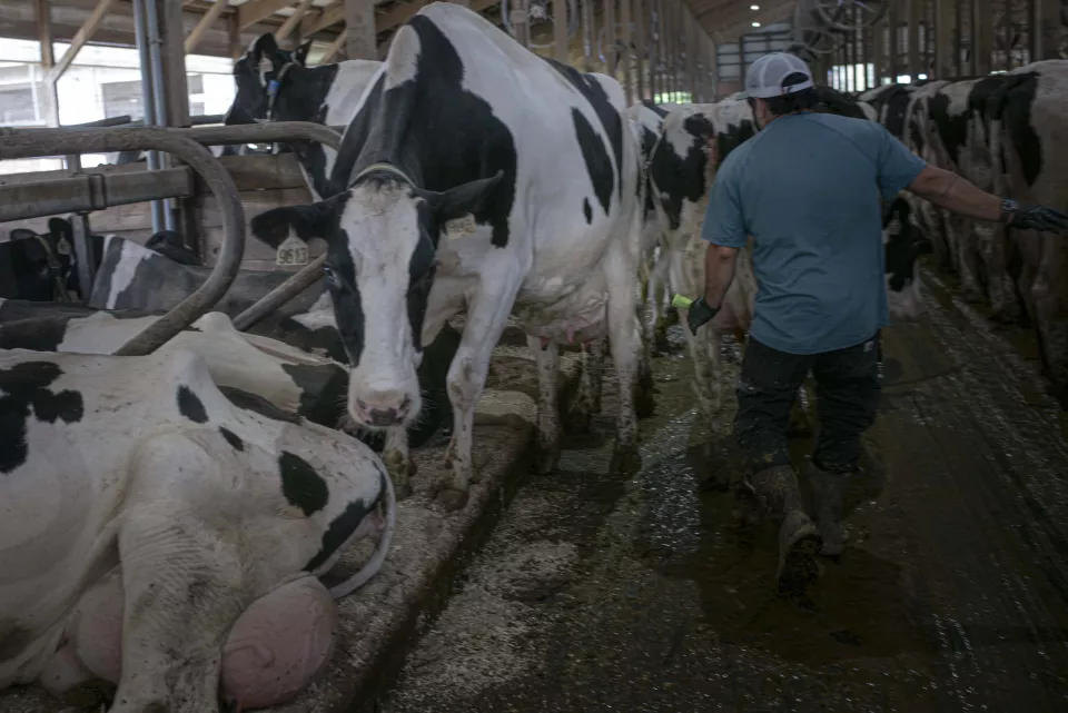 A man in a cap walks past rows of cows in a barn aisle, one cow turning to look at the camera, another lying down in the foreground.